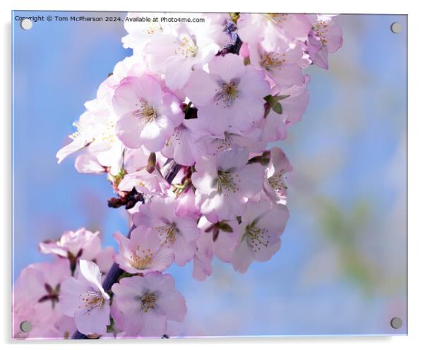 Japanese flowering cherry  Acrylic by Tom McPherson