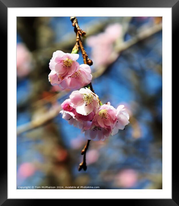 Japanese flowering cherry  Framed Mounted Print by Tom McPherson