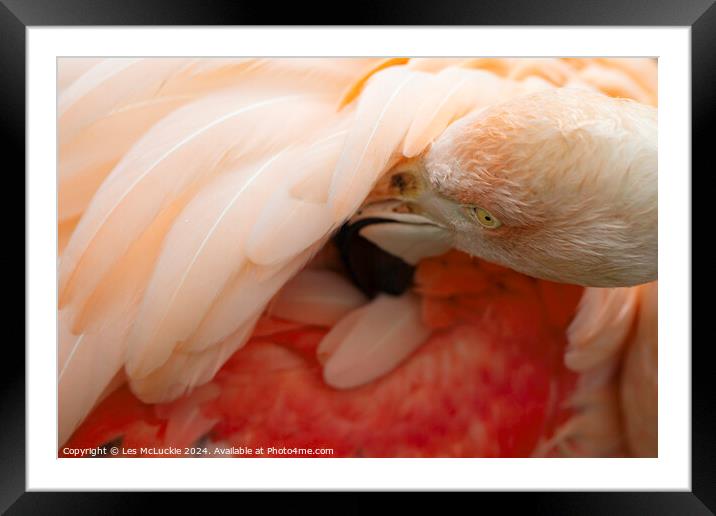 Flamingo Framed Mounted Print by Les McLuckie