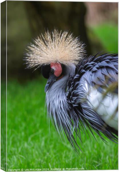 East African Crowned Crane Canvas Print by Les McLuckie