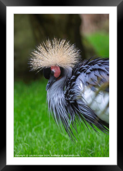 East African Crowned Crane Framed Mounted Print by Les McLuckie
