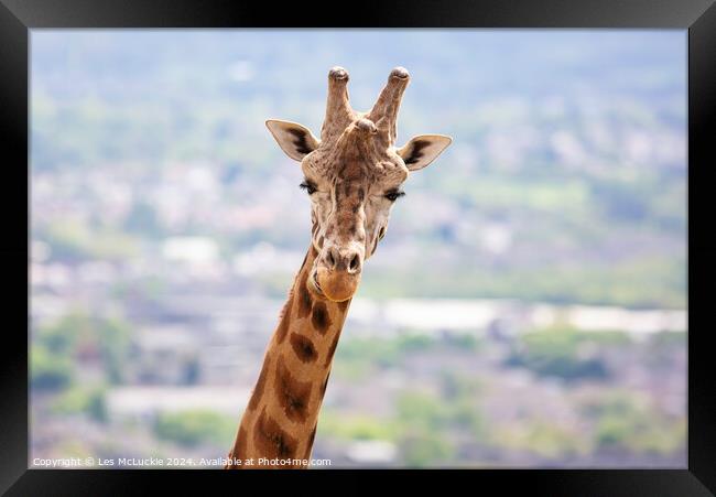A close up of a giraffe Framed Print by Les McLuckie