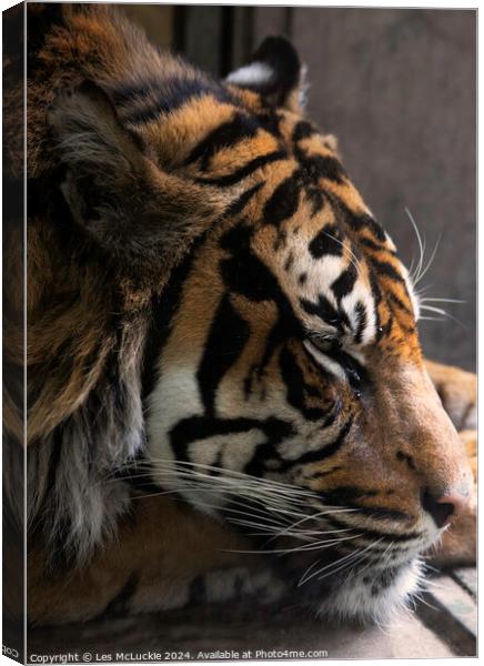 Sleeping Tiger Canvas Print by Les McLuckie