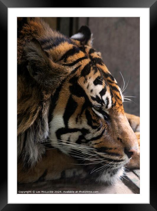Sleeping Tiger Framed Mounted Print by Les McLuckie