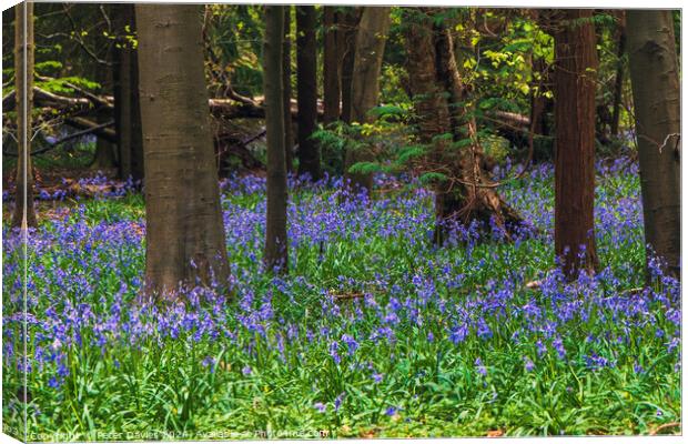 bluebells in a forest glade Canvas Print by Peter Davies