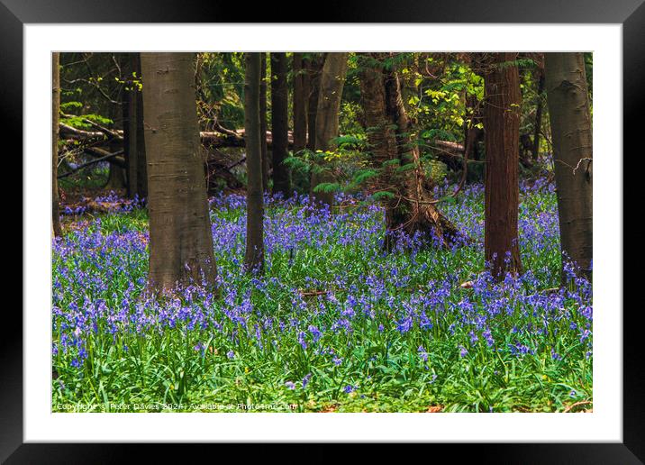 bluebells in a forest glade Framed Mounted Print by Peter Davies