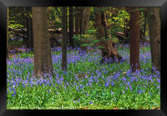 bluebells in a forest glade Framed Print by Peter Davies