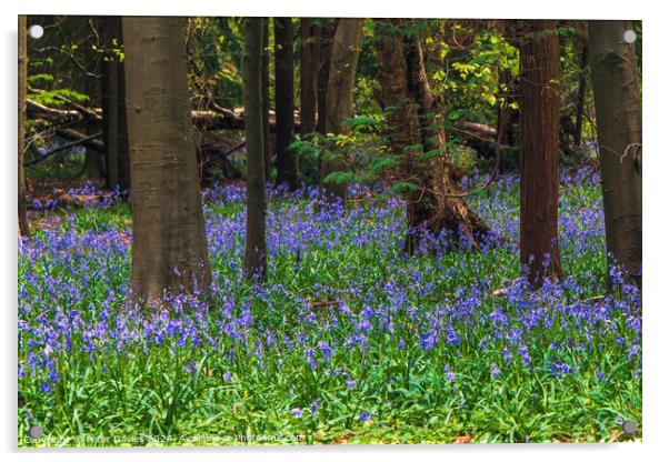 bluebells in a forest glade Acrylic by Peter Davies