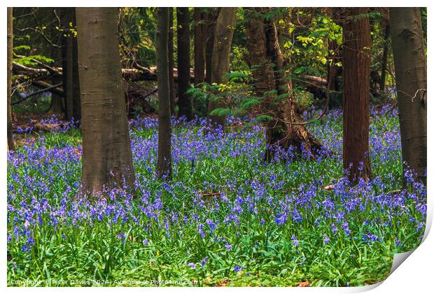 bluebells in a forest glade Print by Peter Davies