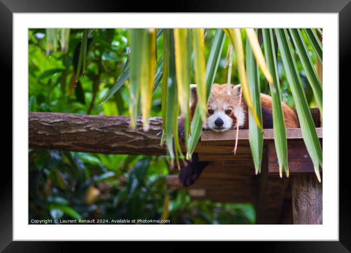 Red panda, Ailurus Fulgens, cute animal resting on wooden Framed Mounted Print by Laurent Renault