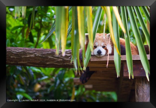 Red panda, Ailurus Fulgens, cute animal resting on wooden Framed Print by Laurent Renault