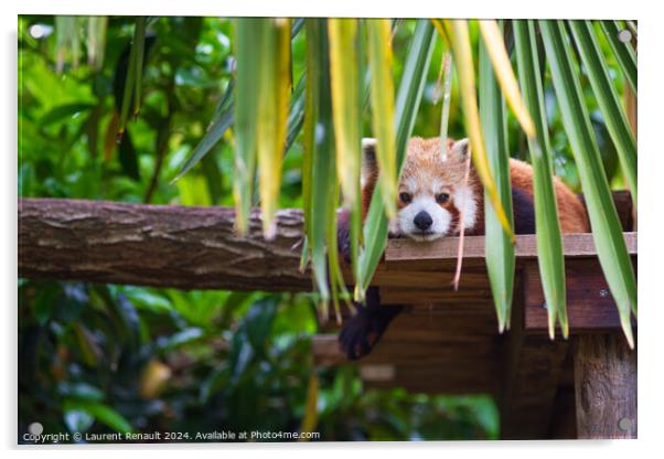 Red panda, Ailurus Fulgens, cute animal resting on wooden Acrylic by Laurent Renault