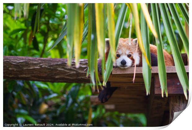 Red panda, Ailurus Fulgens, cute animal resting on wooden Print by Laurent Renault