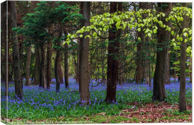 bluebells in spring Canvas Print by Peter Davies