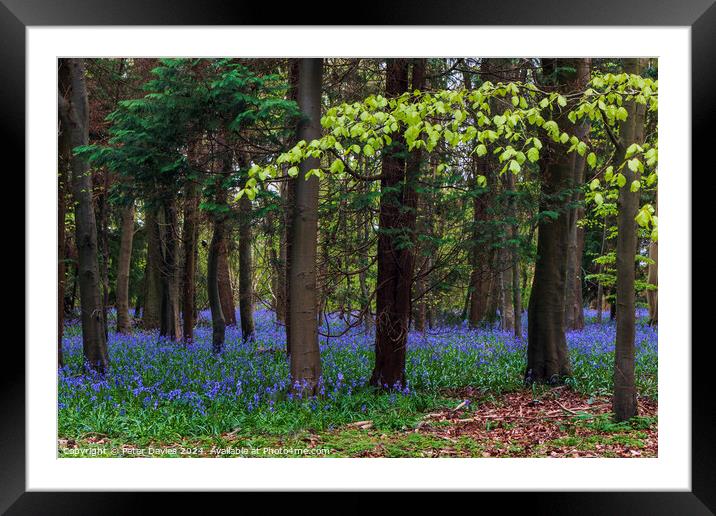 bluebells in spring Framed Mounted Print by Peter Davies