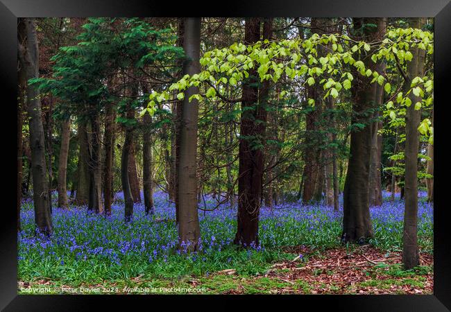 bluebells in spring Framed Print by Peter Davies
