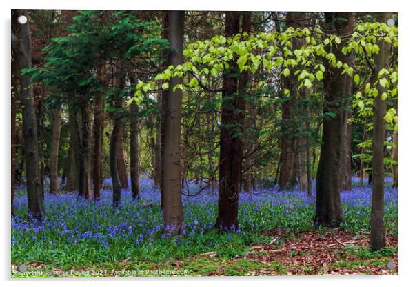 bluebells in spring Acrylic by Peter Davies