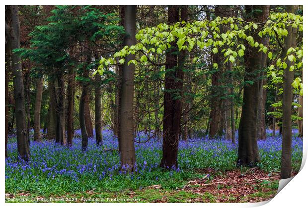 bluebells in spring Print by Peter Davies