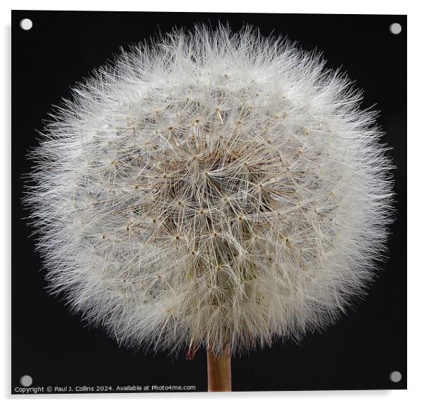Dandelion Seed Head  #1 Acrylic by Paul J. Collins