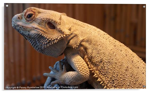 bearded dragon Acrylic by Elouera Photography