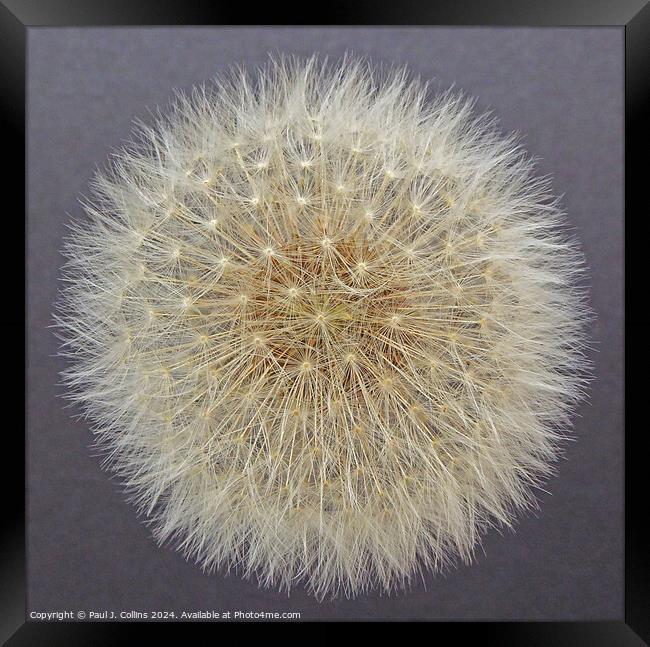 Dandelion Seed Head #2 Framed Print by Paul J. Collins