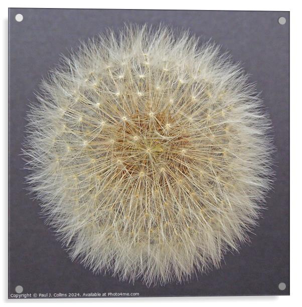 Dandelion Seed Head #2 Acrylic by Paul J. Collins