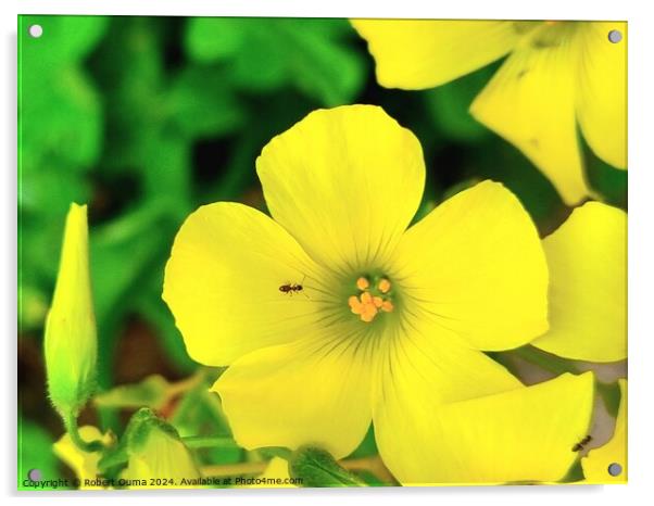 Yellow flower Acrylic by Robert Ouma