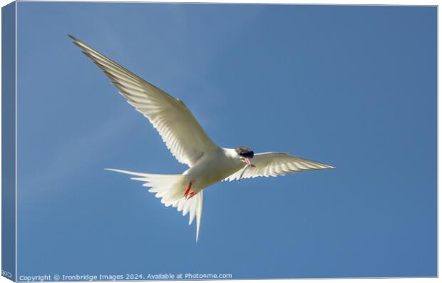 Tern returns Canvas Print by Ironbridge Images