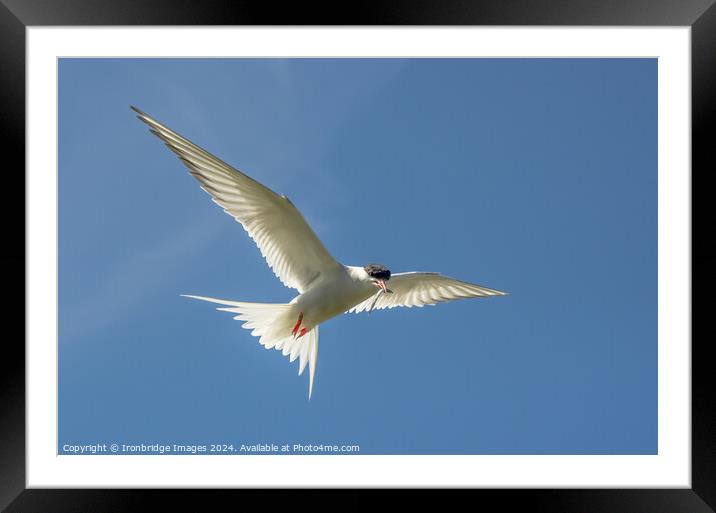 Tern returns Framed Mounted Print by Ironbridge Images
