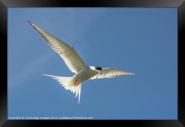 Tern returns Framed Print by Ironbridge Images