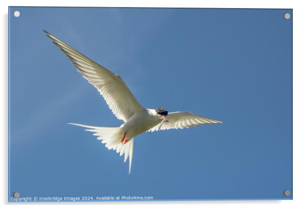 Tern returns Acrylic by Ironbridge Images