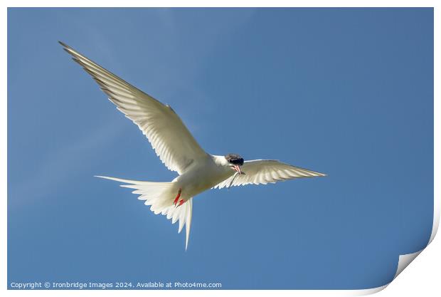 Tern returns Print by Ironbridge Images