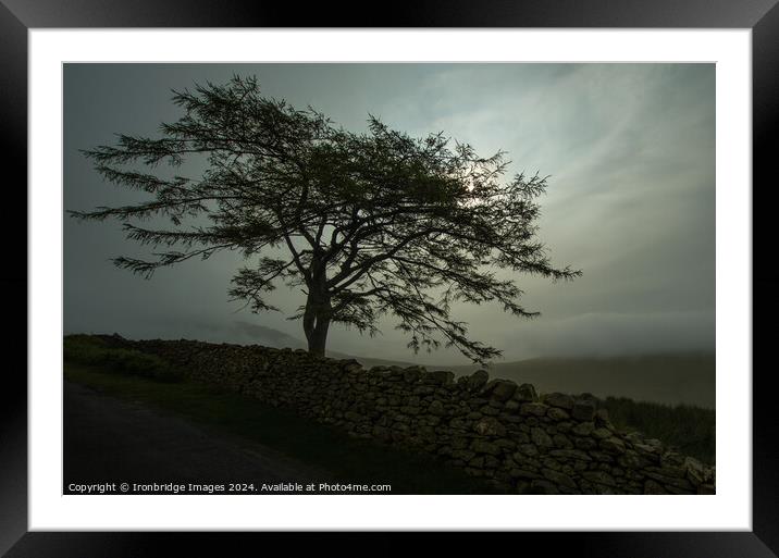 Tree in the mist Framed Mounted Print by Ironbridge Images
