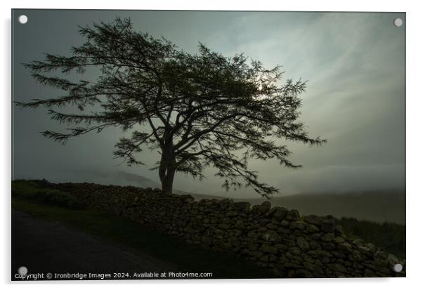 Tree in the mist Acrylic by Ironbridge Images