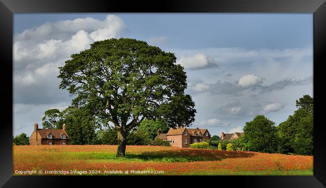 Circle of poppies Framed Print by Ironbridge Images