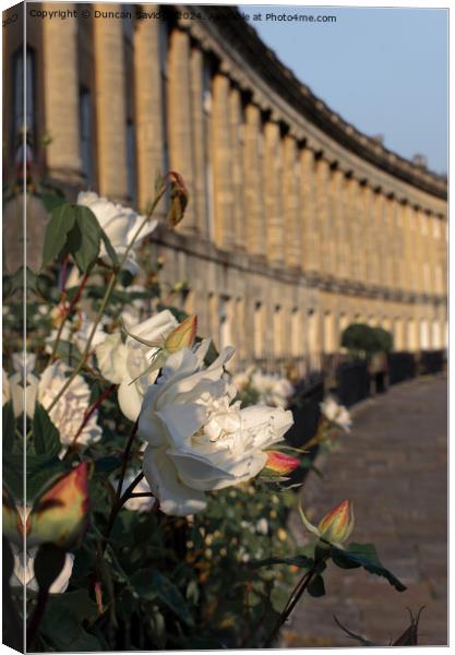 A close up of a beautiful rose at the Royal Crescent in Bath Canvas Print by Duncan Savidge
