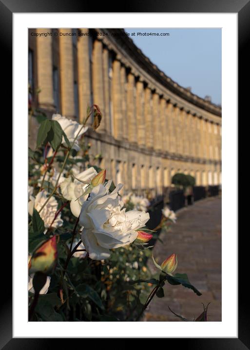 A close up of a beautiful rose at the Royal Crescent in Bath Framed Mounted Print by Duncan Savidge