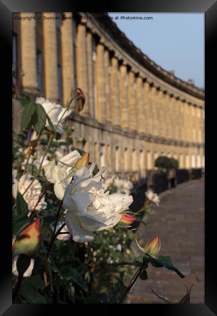 A close up of a beautiful rose at the Royal Crescent in Bath Framed Print by Duncan Savidge