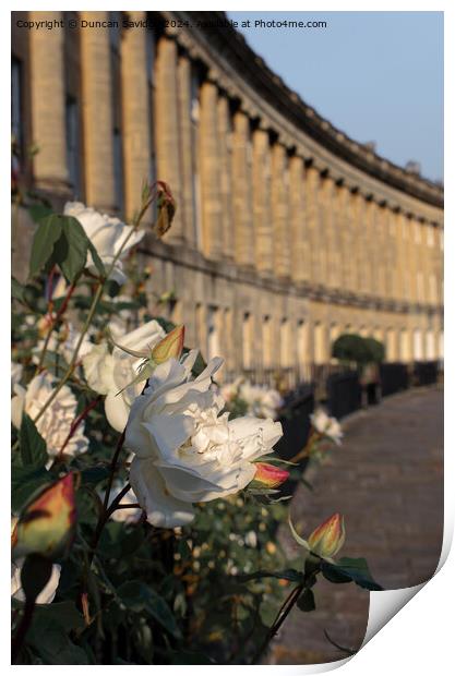 A close up of a beautiful rose at the Royal Crescent in Bath Print by Duncan Savidge