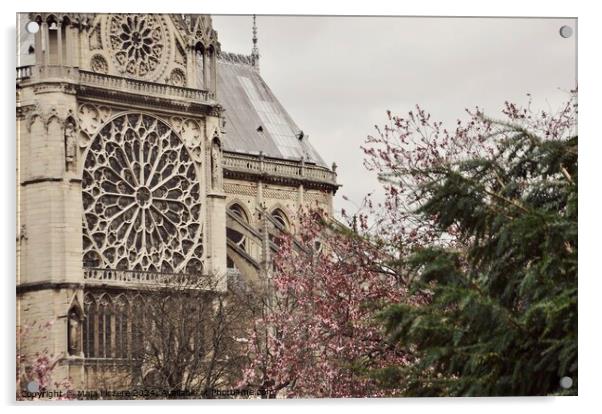 Notre Dame Acrylic by Maja Ficzere