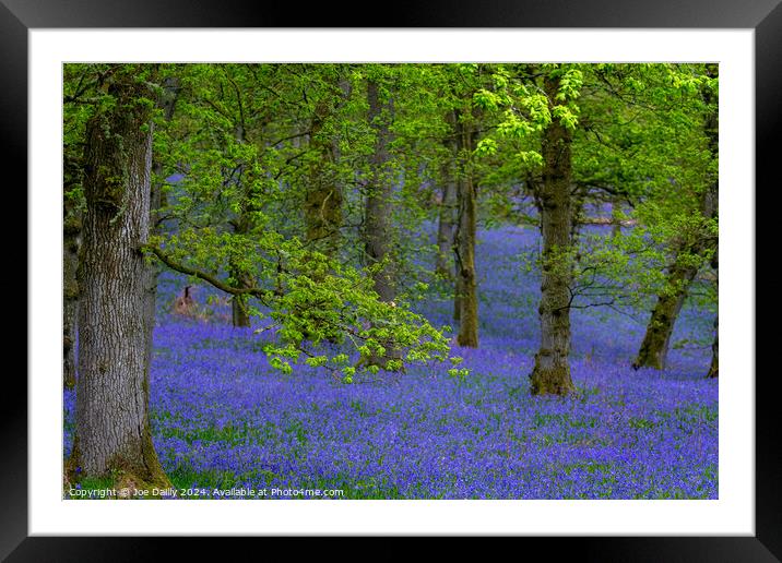 Kinclaven Bluebell Woods Perthshire Scotland Framed Mounted Print by Joe Dailly