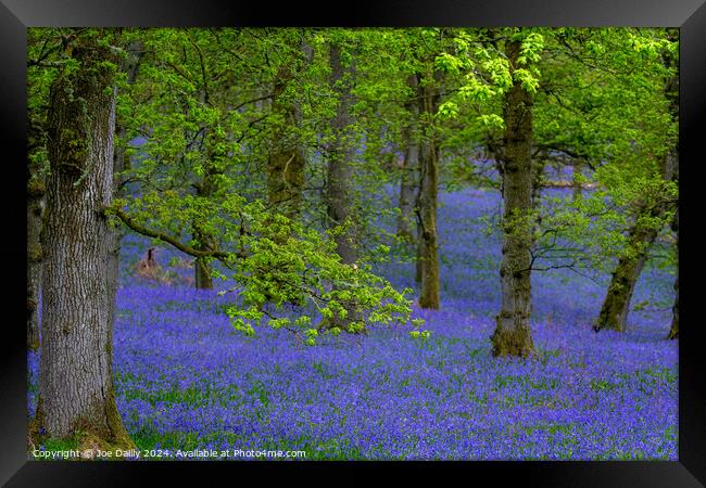 Kinclaven Bluebell Woods Perthshire Scotland Framed Print by Joe Dailly