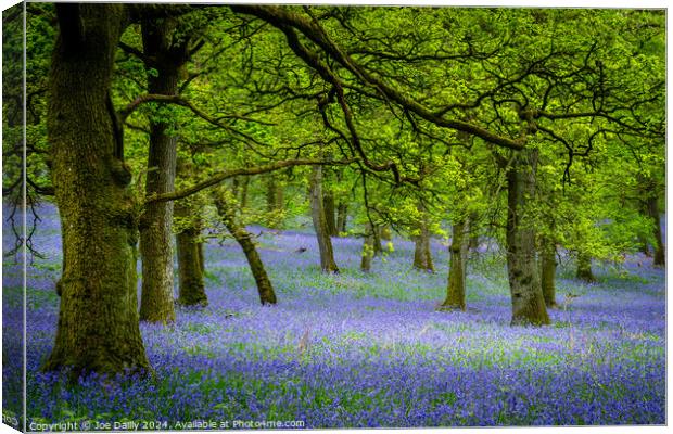 Kinclaven Bluebell Woods Perthshire Scotland Canvas Print by Joe Dailly