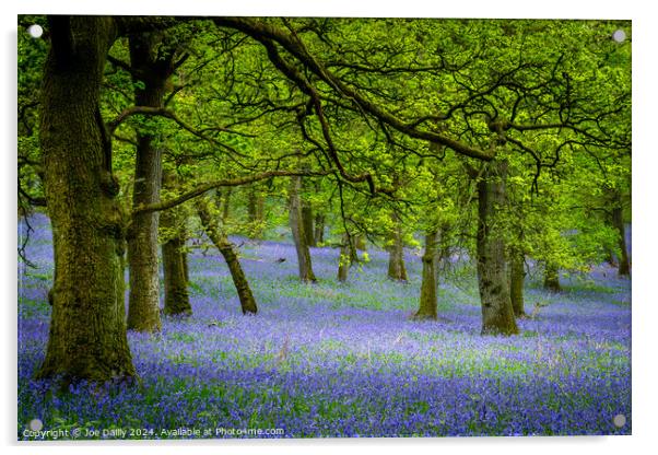 Kinclaven Bluebell Woods Perthshire Scotland Acrylic by Joe Dailly