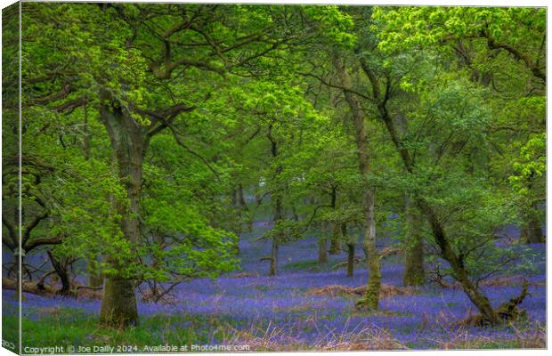 Kinclaven Bluebell Woods Perthshire Scotland Canvas Print by Joe Dailly