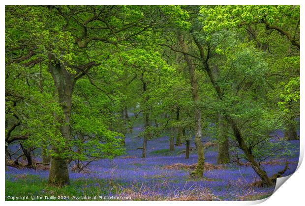 Kinclaven Bluebell Woods Perthshire Scotland Print by Joe Dailly