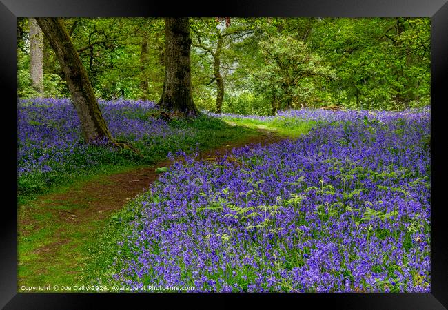 Kinclaven Bluebell Woods Perthshire Scotland Framed Print by Joe Dailly