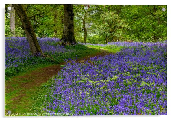 Kinclaven Bluebell Woods Perthshire Scotland Acrylic by Joe Dailly