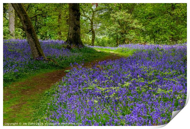 Kinclaven Bluebell Woods Perthshire Scotland Print by Joe Dailly