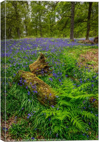  Kinclaven Bluebell Woods Perthshire Scotland Canvas Print by Joe Dailly